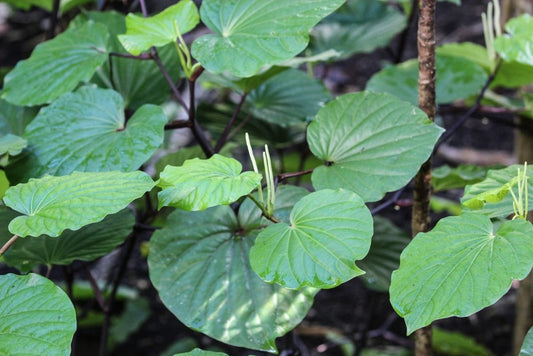 An Introduction to Kava Waka